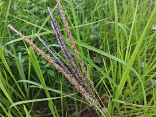 田野中的紫色穗状植物