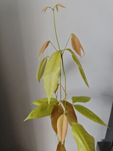 黄绿相间的植物枝叶