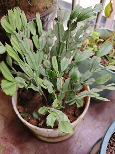 盆栽绿植