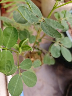 嫩绿植物叶片特写