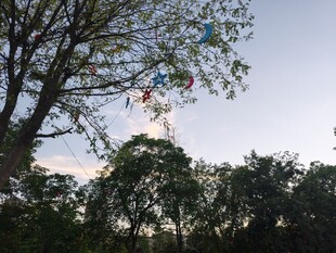 树上彩色风筝