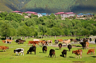 鲁朗小镇风景