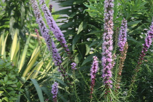 蛇鞭菊