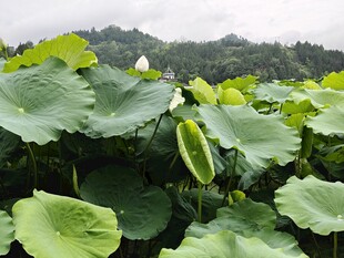 夏日荷塘荷叶茂盛景象