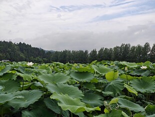 夏日荷塘绿意盎然