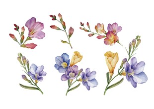 水彩风 多彩花卉插画