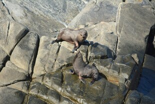 岩石上的几只海豹