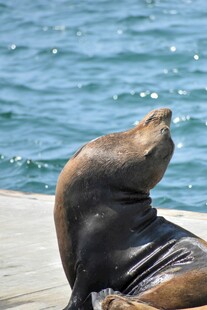 岸边休憩的海狮