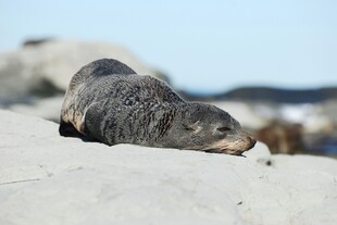 沙滩上休憩的海豹