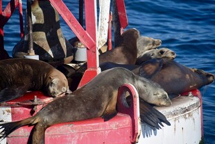 海狮趴船沿休憩