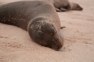 沙滩上休憩的海狮