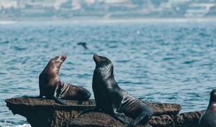 礁石上的海狮群