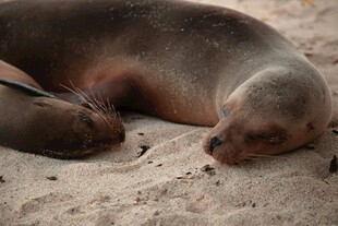 沙滩上休憩的两只海狮