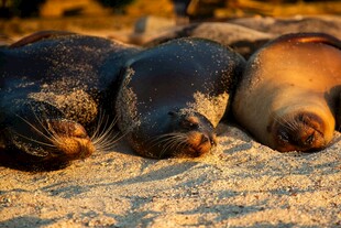 沙滩上酣睡的可爱海狮