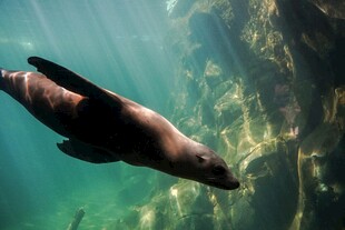 海中畅游的可爱海狮