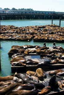 海狮聚集在码头休憩