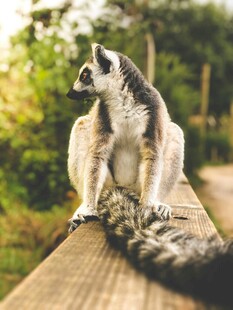 环尾狐猴坐于木上