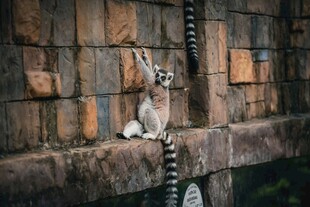 环尾狐猴倚墙伸展身姿