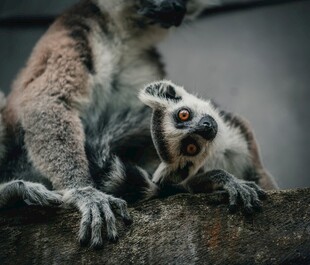 狐猴母子亲昵互动瞬间