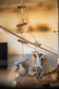 树枝上休憩的猴子狐猴