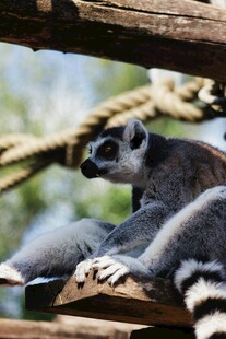 环尾狐猴栖息于木架上
