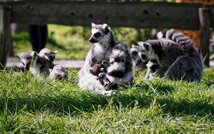 狐猴群聚于翠绿草地上