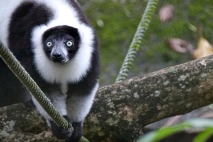 黑白狐猴栖息于树枝间