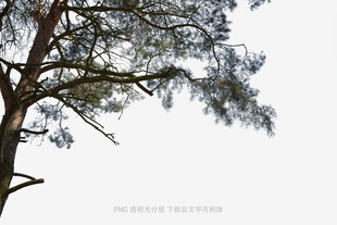树枝伸展的静谧瞬间