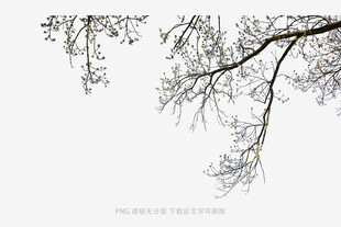 树枝低垂的静谧景象