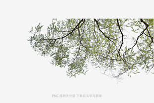 树枝上的绿叶