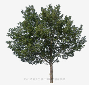 单棵绿树高清素材图