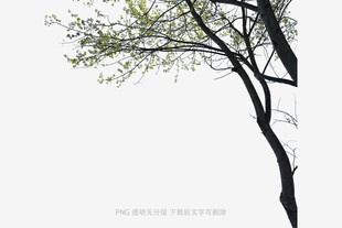 孤树绽新绿