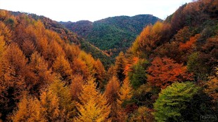 秋日山林斑斓美景