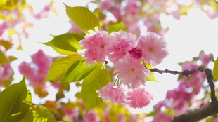 烂漫樱花枝头绽放