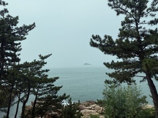 海边的树
