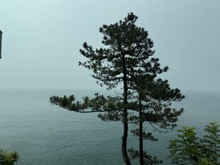 海边孤松