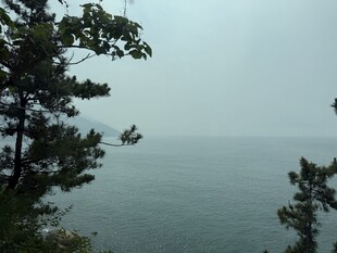 海边的树