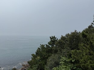 海边的树