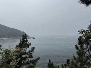 海边的树