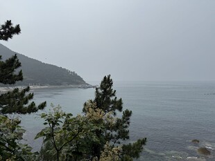 海边的树