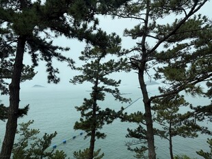 海边的树