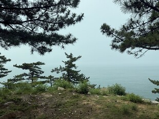 海边树木