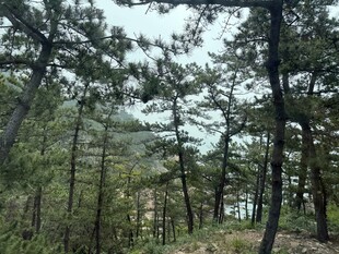 茂密松树林景观