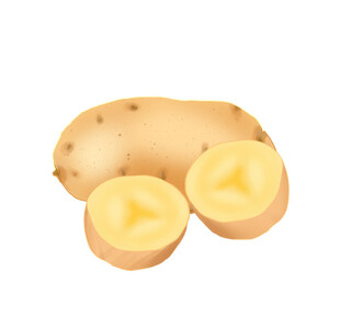 土豆插画