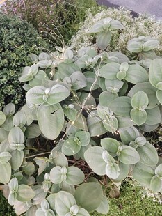 镜面草