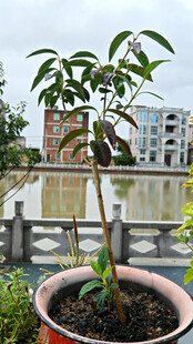 盆栽小树置于阳台景观中