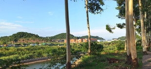 林间小径旁的秀丽自然风景