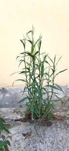 石缝中生长的翠绿植物