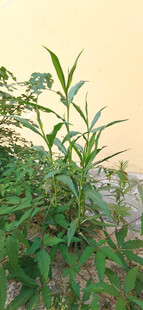 绿叶繁茂的植物