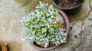 芙蓉菊盆栽银叶植物特写